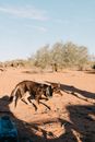 Dog walking along desert in sunlight