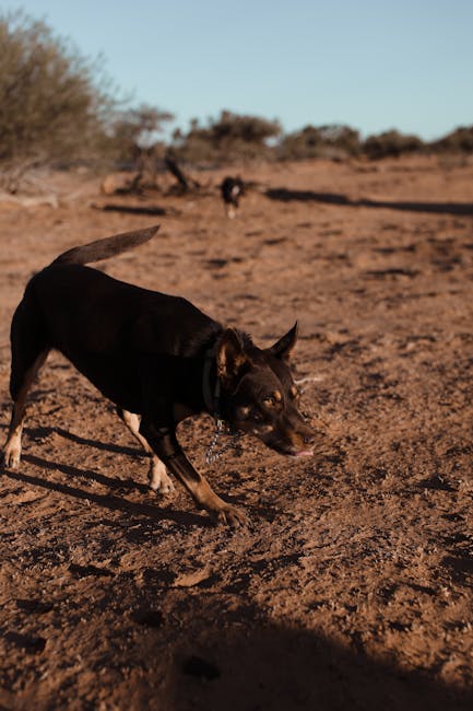 Big brown dog with short fur walking in deserted terrain with dry plants in sunlight and looking away