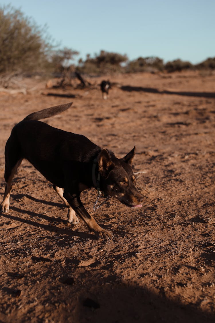 Big Dog Walking On Sandy Land