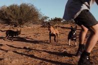 Group of medium size dogs with short fur running to crop man in casual clothes in sandy area in daytime