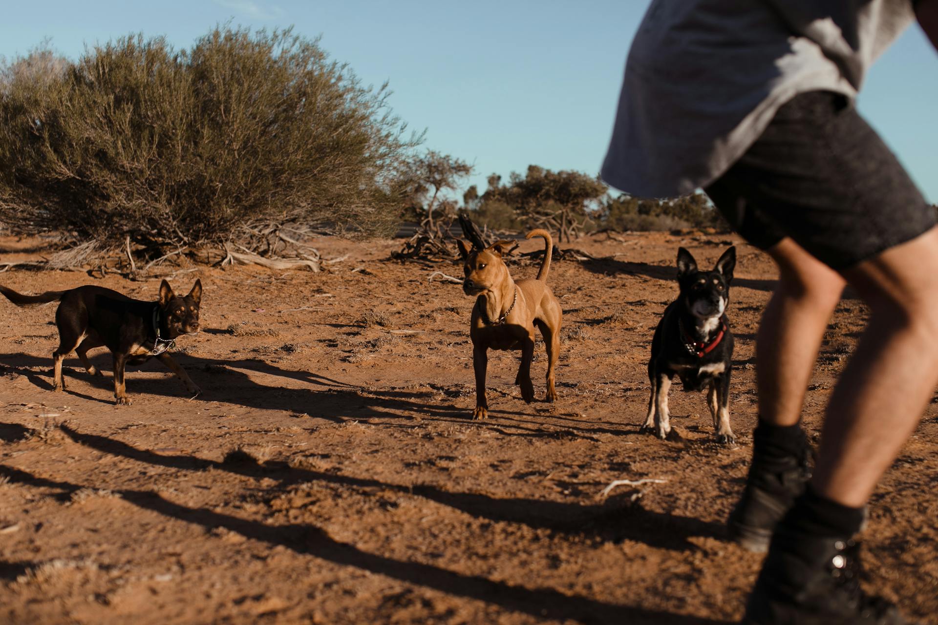 Grupp med medelstora hundar med kort päls som springer till grödan man i avslappnade kläder i sandområde på dagtid