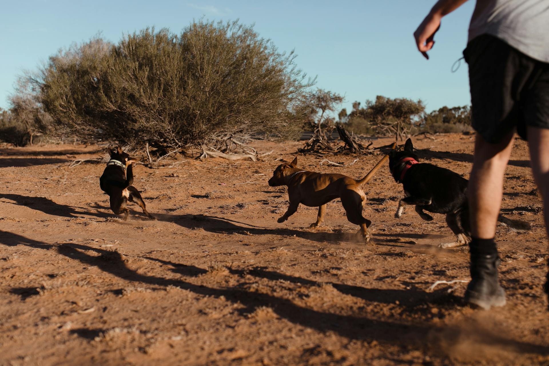 Group of dogs running away from man on sand