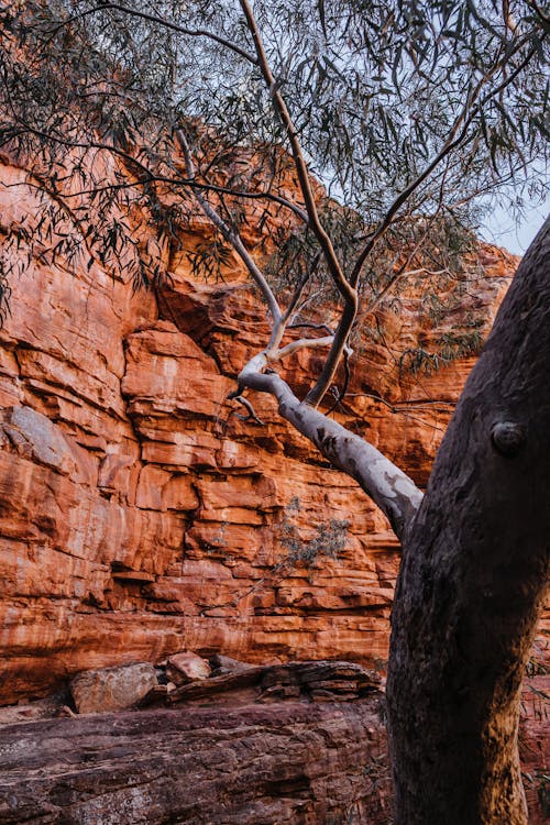 Tree growing near colorful canyon