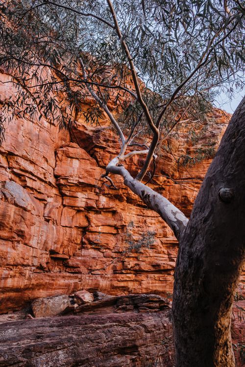 Free From below of picturesque scenery of Eucalyptus tree growing near multicolored rocky formations in daytime Stock Photo