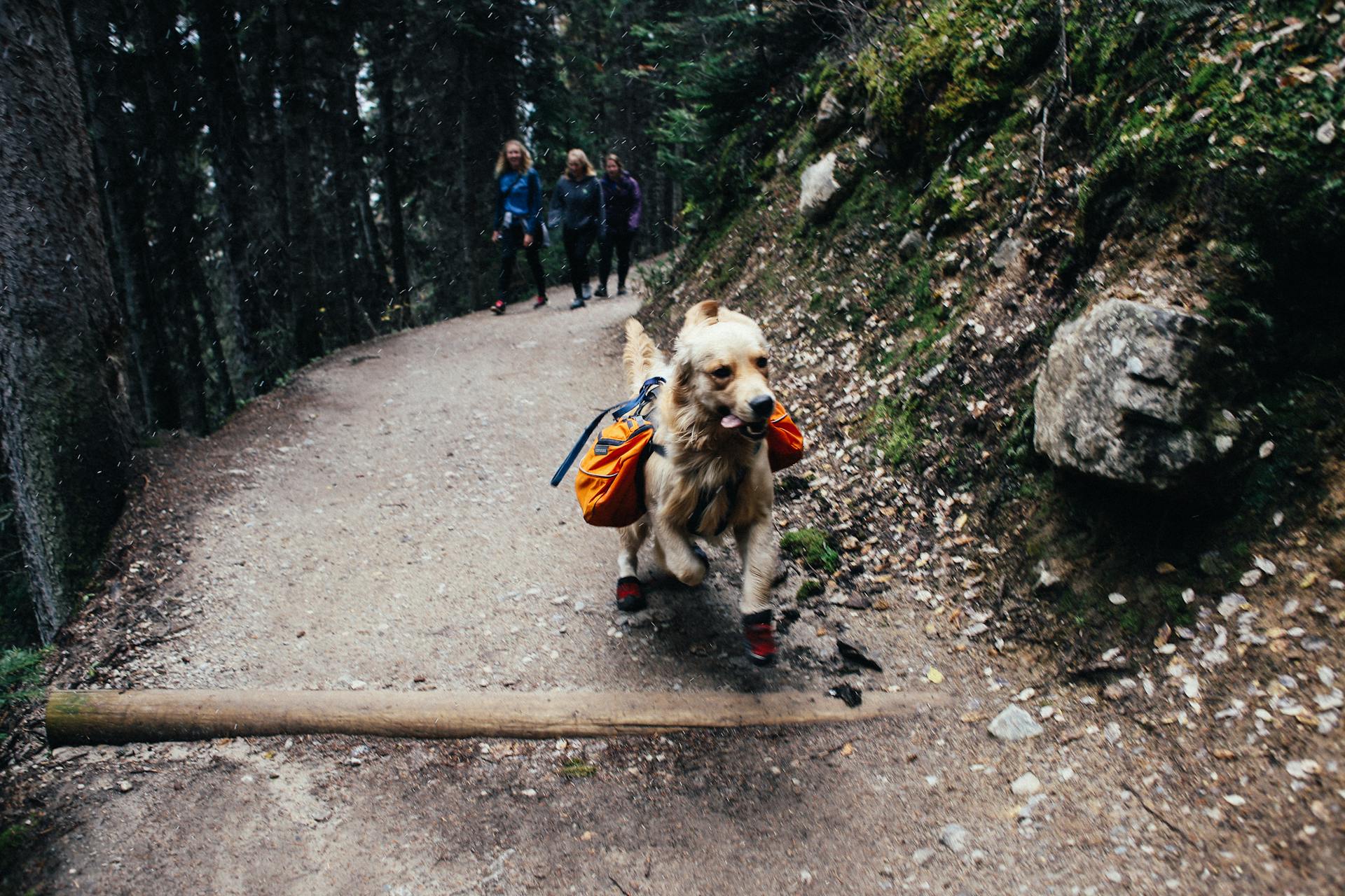 Active Golden Retriever running with trekking equipment with travelers walking on trail in highland