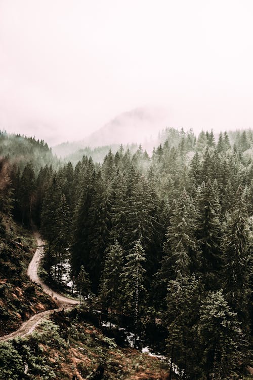 Coniferous forest on mountain slope in fog