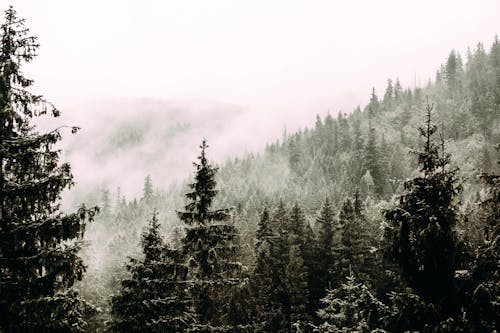 Coniferous trees with needles growing in woods in foggy overcast day in nature