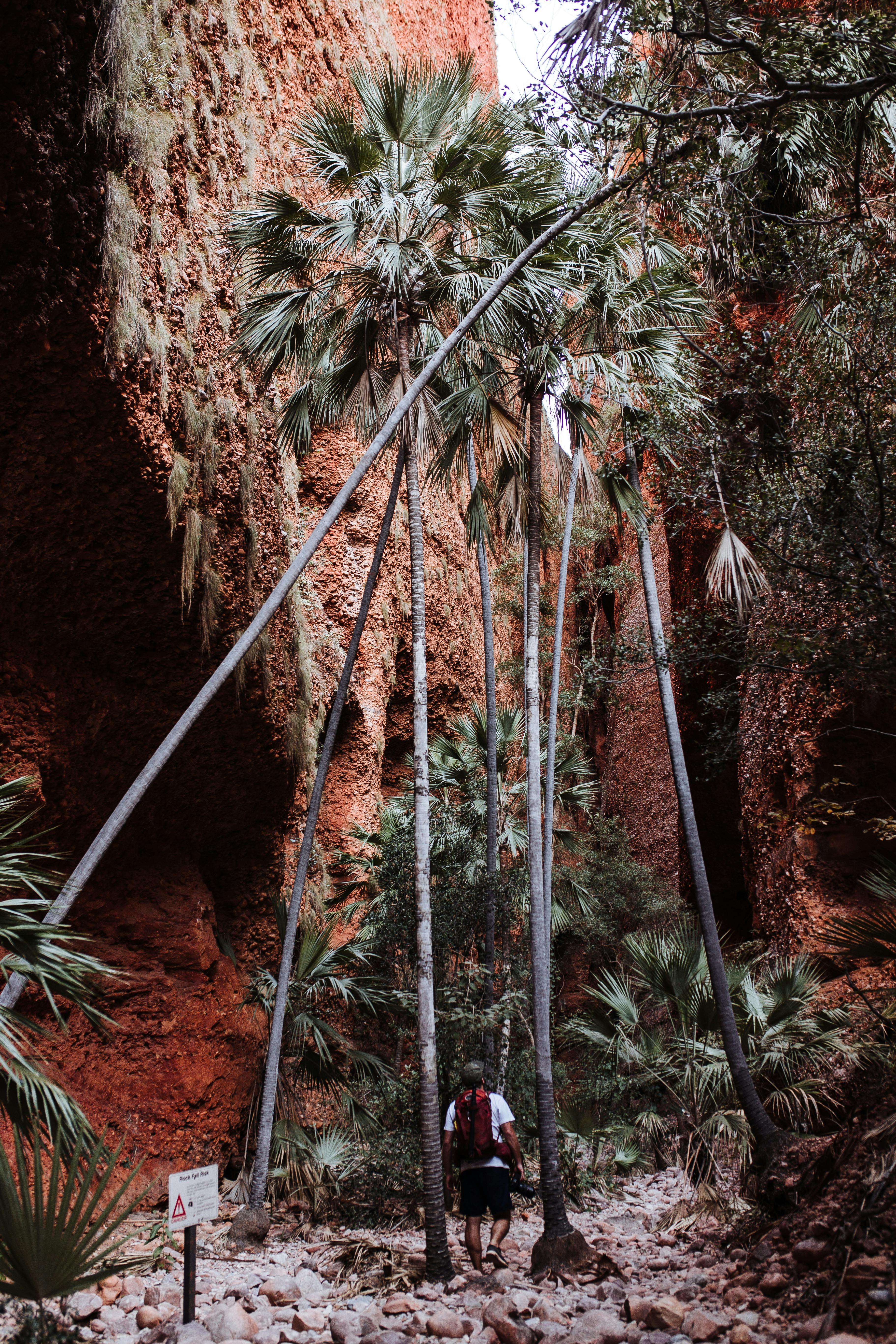 一名男子正在探索一个热带峡谷，那里长着郁郁葱葱的棕榈树，地形多岩石