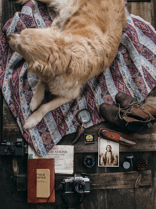 Overhead of vintage photo cameras near golden retriever on sheet and knife near photo and bump near lens with shoes near notepad on wooden surface