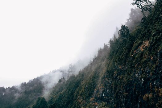 晴朗的天空下，雾霭笼罩的自然界中，绿树生长在长满苔藓、表面粗糙的岩石悬崖斜坡上