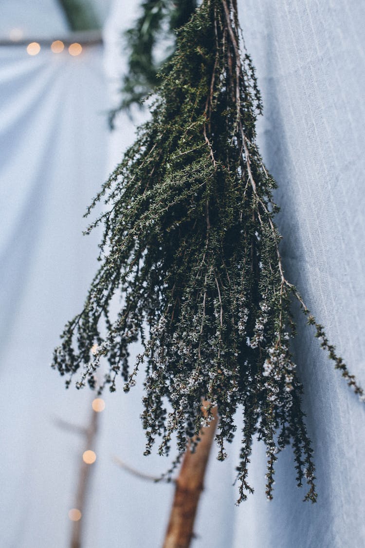 Green Plant Hanging On Wall