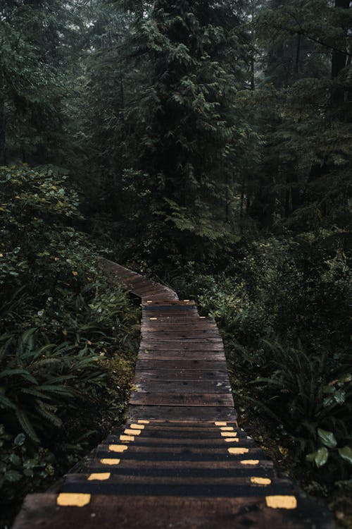 Free Narrow path in green forest Stock Photo