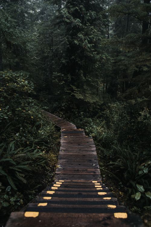 Free High angle of wooden narrow stairway leading down and to left surrounded dense green forest on gloomy day Stock Photo