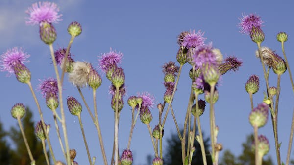 Gilded keepsake box with gold leaf detail