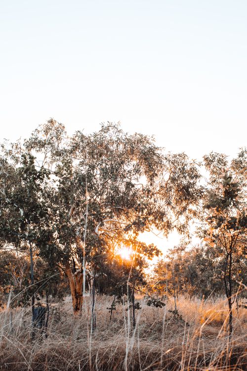 Free Picturesque scenery of thin trees growing on meadow with dry grass against clear sky with sunbeams in leaves on sunset Stock Photo