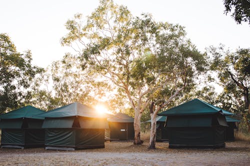 Contemporary tents prepared for camping in nature with verdant trees in bright sunlight