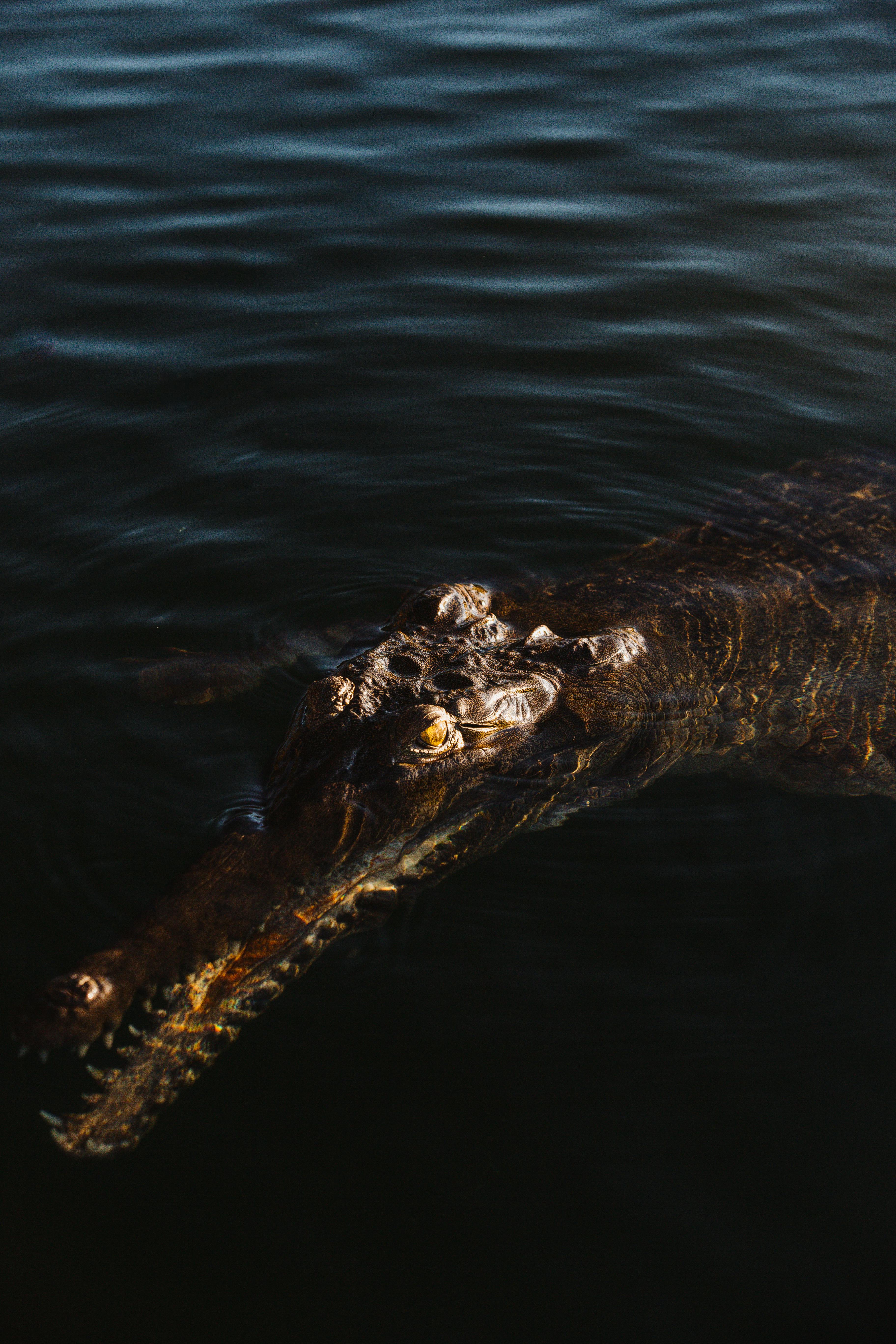 黑暗中，鳄鱼的头浮出水面，露出掠夺性的凝视