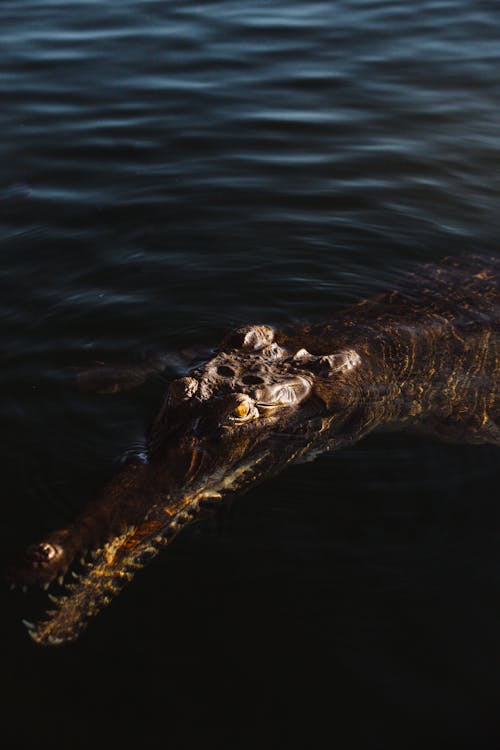 Wild crocodile swimming in calm rippling river