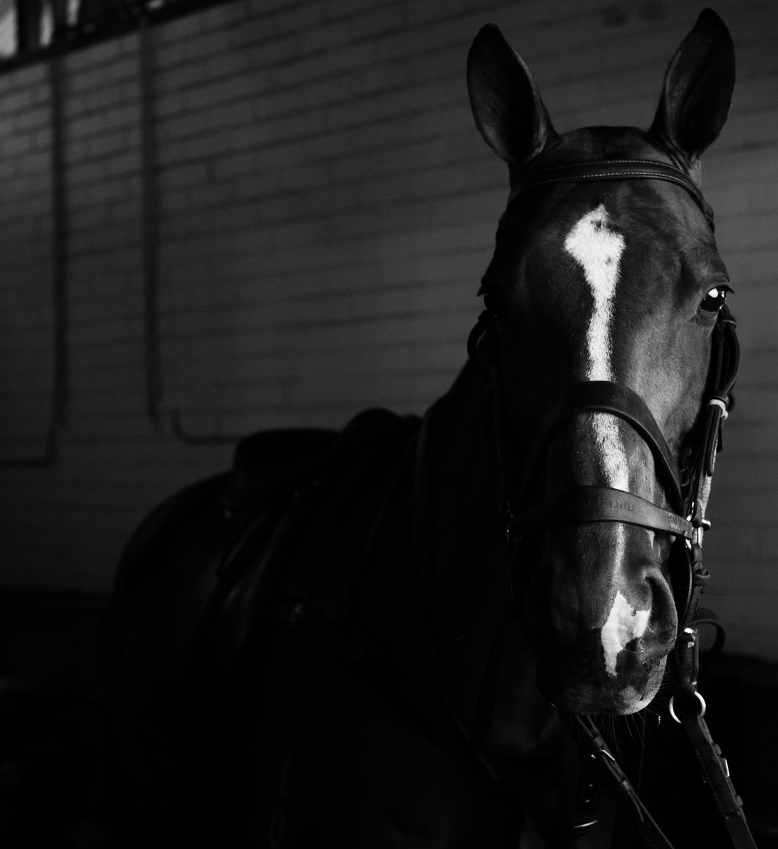 Bridled horse standing in a stable
