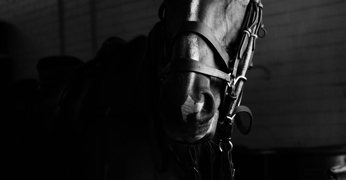 Purebred horse standing in stable in farm