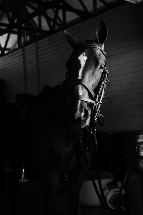 Free Black and white of adorable horse with bridle and saddle standing in dark stable and looking away Stock Photo