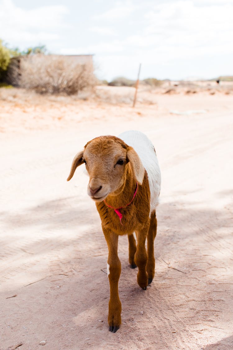 Cute Lamb On Road In Countryside