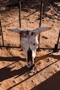 From above of decayed skull with horns of dead animal placed on sandy ground at metal fencing in sunny countryside