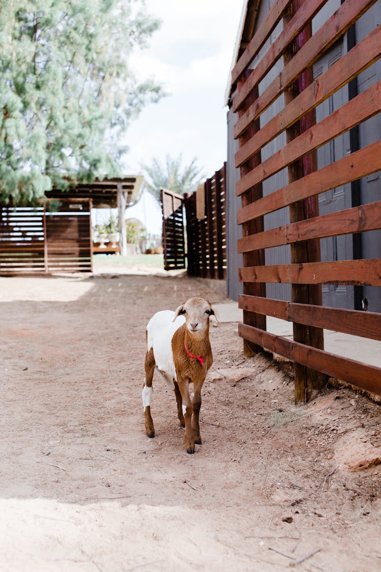 Spotted Lamb Standing Near Wooden Enclosure