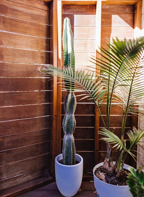 Potted cactus and palm placed on veranda