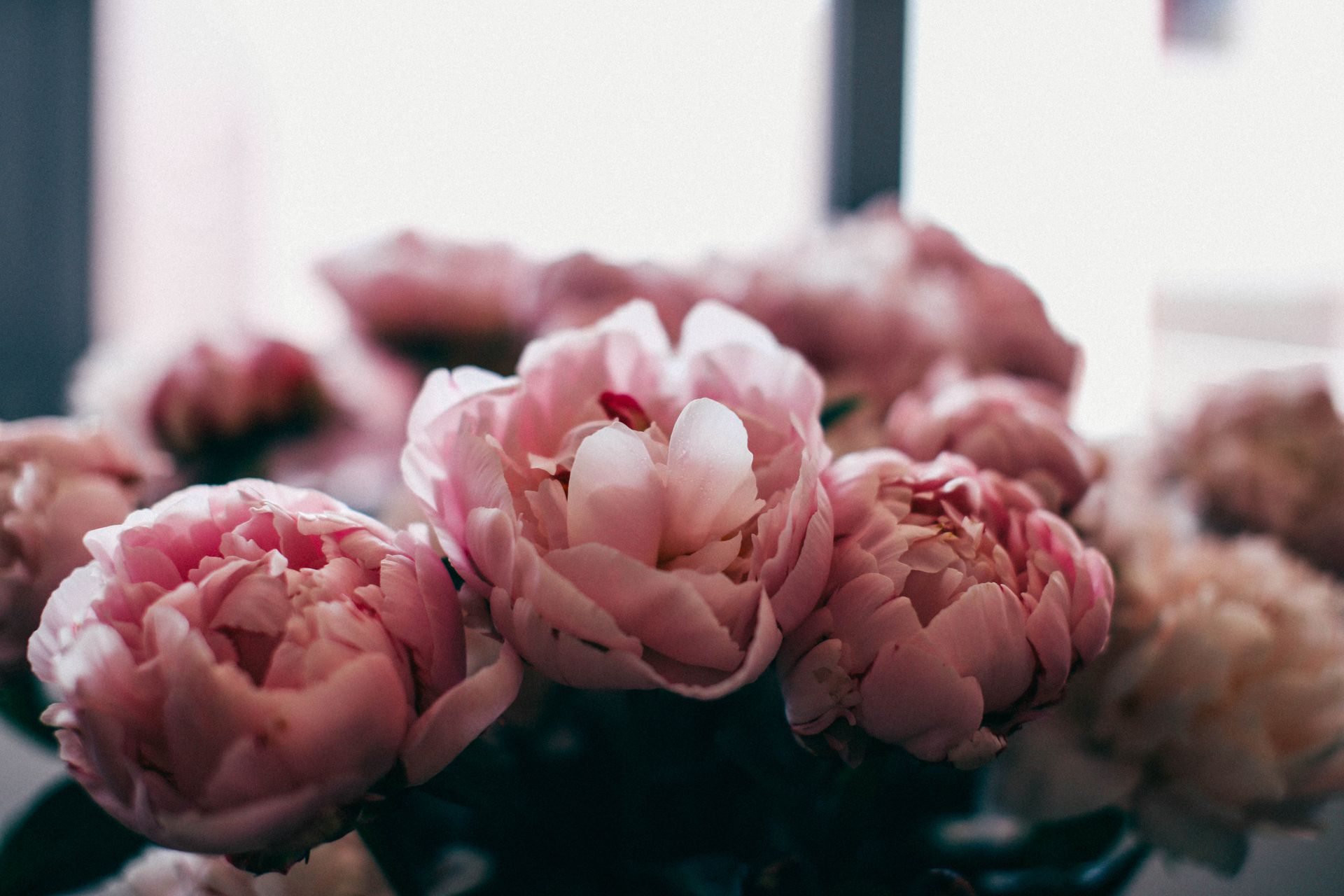 Bunch of fresh gentle pink peonies in vase