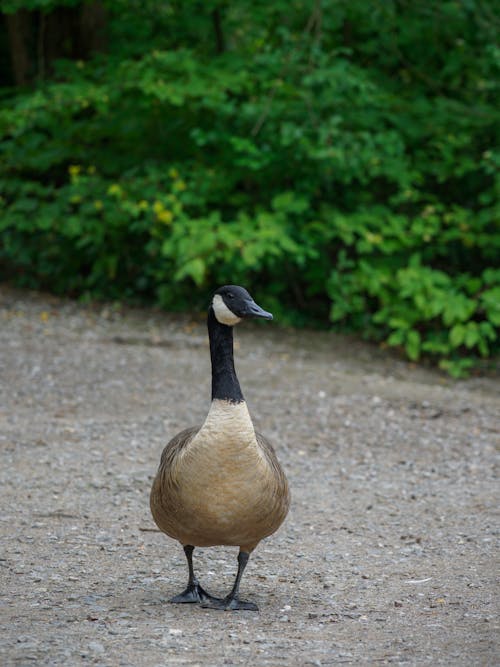 Photo of a Black and White Canada Goose