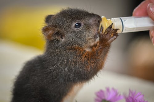 Close Up Photo of a Rodent Being Fed