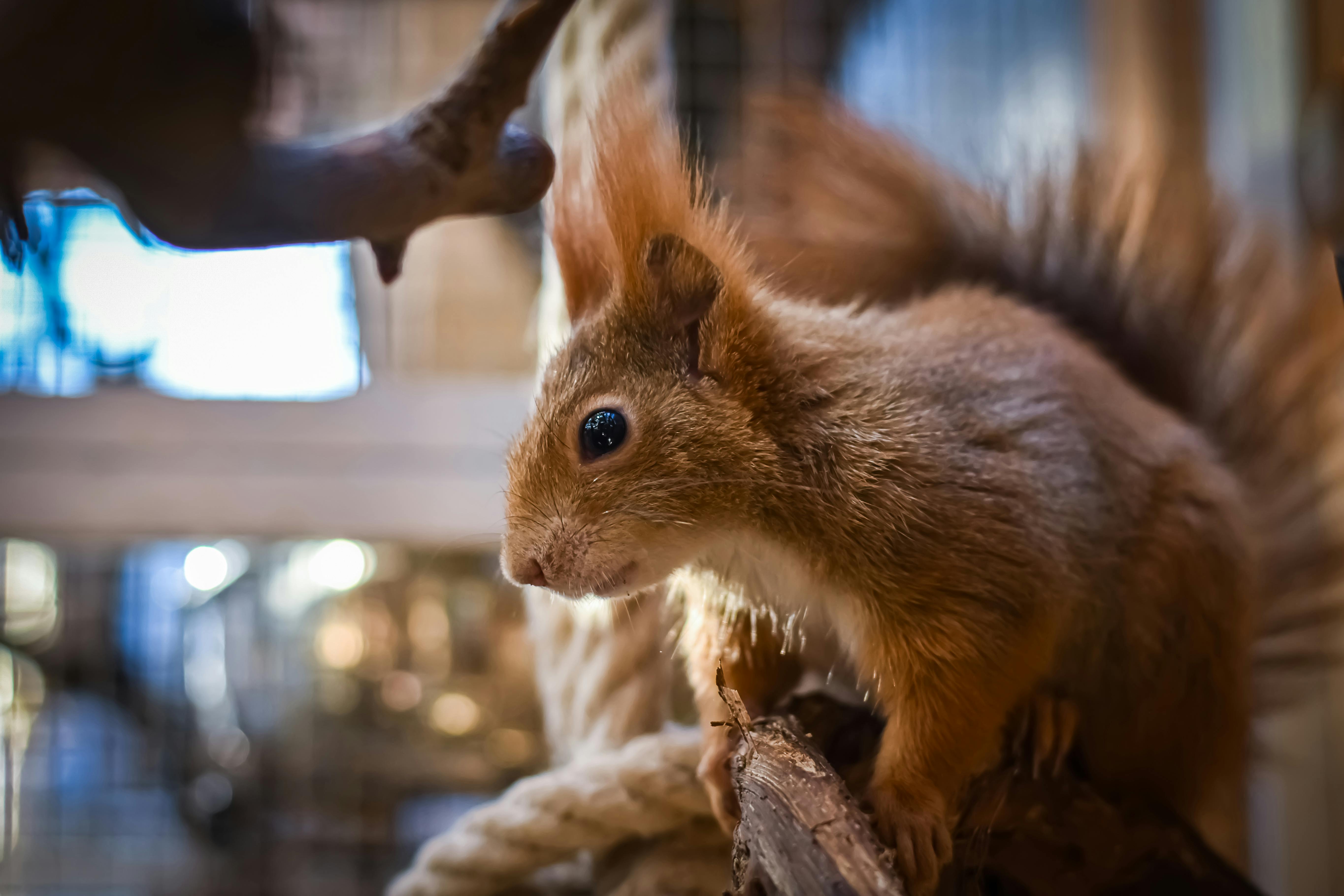 Health Risks: Are Squirrels in Your Home Dangerous? - Florida Wildlife  Trappers