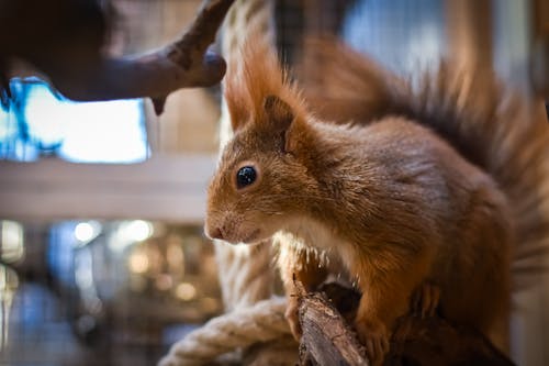 Selective Focus Photo of a Brown Squirrel