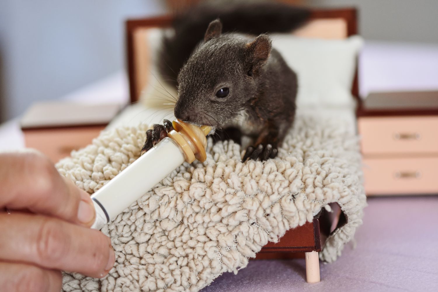 Squirrel Rescue Photos, Download The BEST Free Squirrel Rescue Stock ...