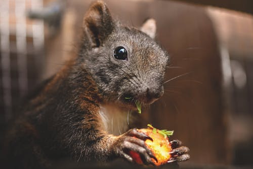 Close-Up Photo of a Dark Brown Squirrel Eating a Fruit