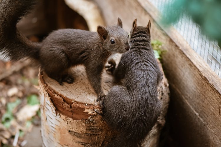 Two Brown Squirrels On A Log