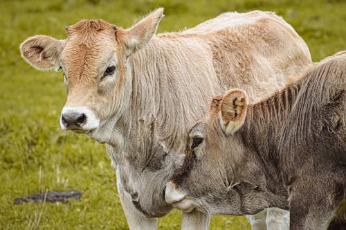 Darmowe zdjęcie z galerii z bovidae, cattles, fotografia zwierzęcia