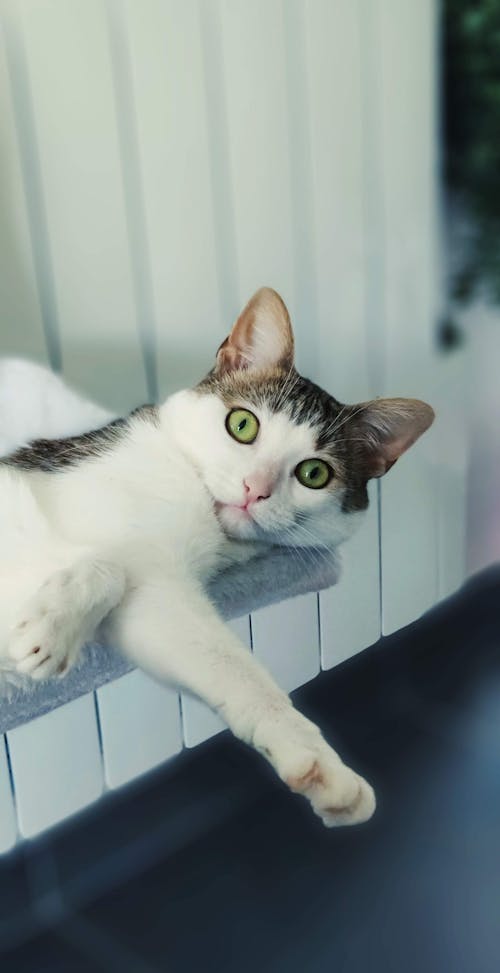 Shocked Cat lying on a Counter Top 