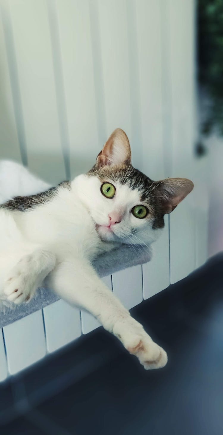 Shocked Cat Lying On A Counter Top 