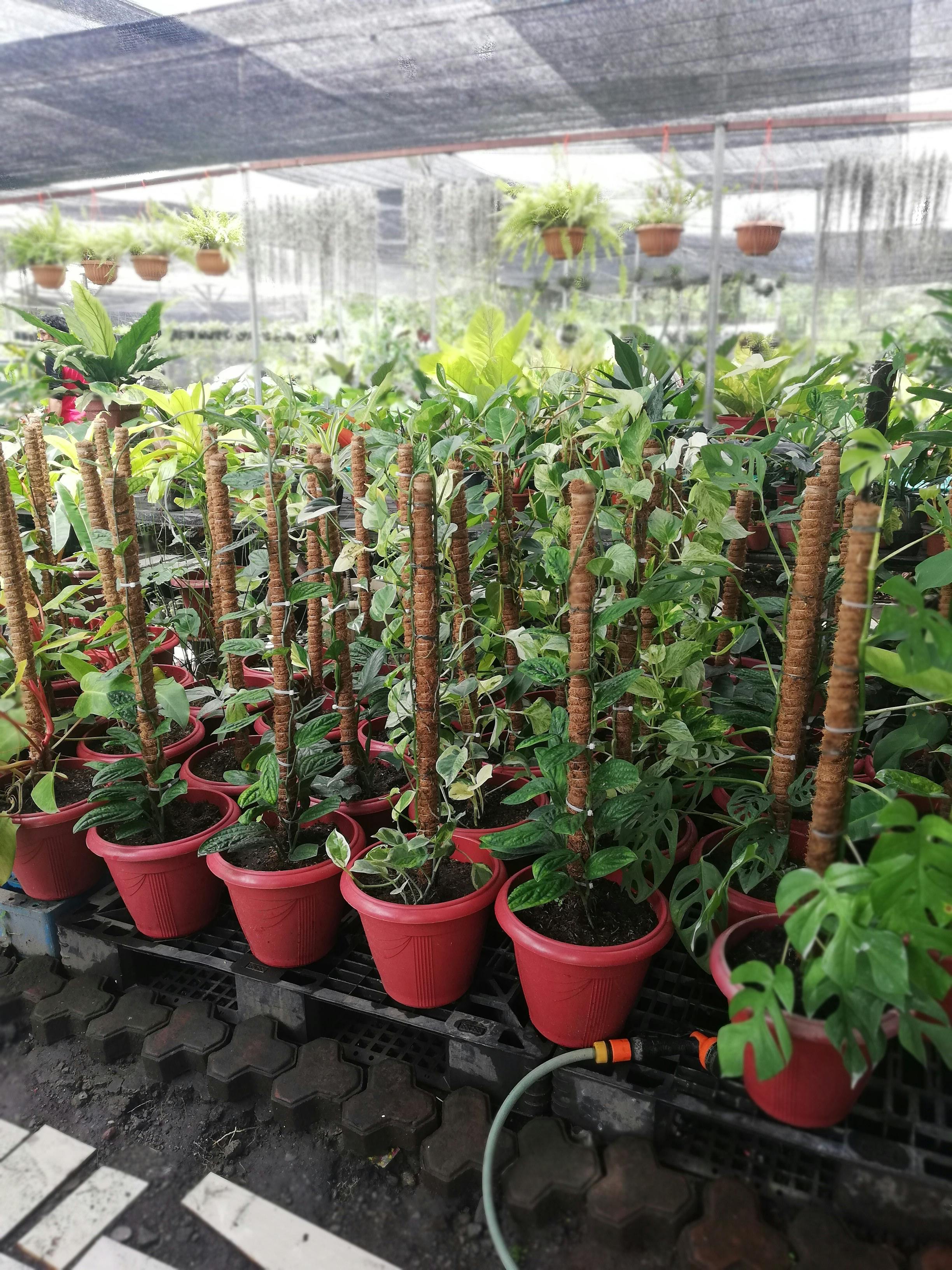 Moderne stijl en lingerie