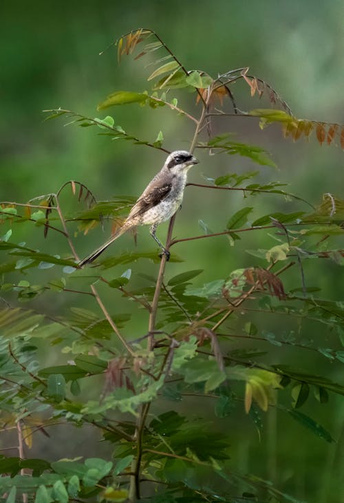 Free Small red backed shrike with gray feathers on branch of shrub with fresh verdant leaves on blurred background Stock Photo