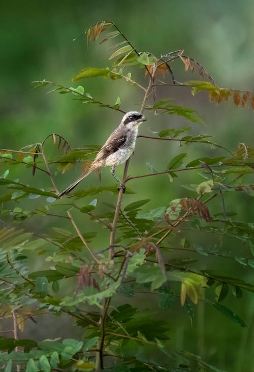 Small red backed shrike with gray feathers on branch of shrub with fresh verdant leaves on blurred background