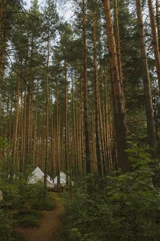 A peaceful campsite with tents surrounded by tall pine trees in a lush forest setting.
