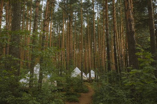 Picturesque campsite with tents nestled in a lush forest of towering pine trees.
