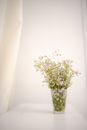 Bunch of fresh delicate white doll s daisy flowers in glass vase placed on white table