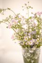 Bouquet of delicate white doll s daisy in glass vase