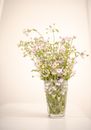 Simple glass vase with fresh delicate white doll s daisy flowers placed on white table