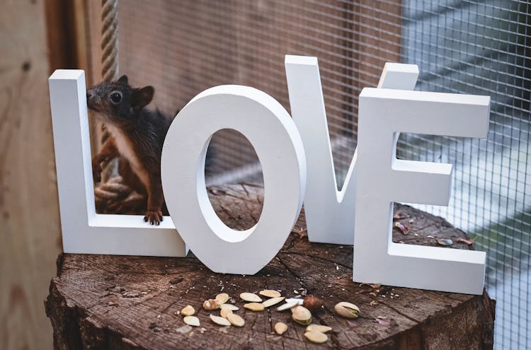 Wooden Letters In Word LOVE And Squirrel