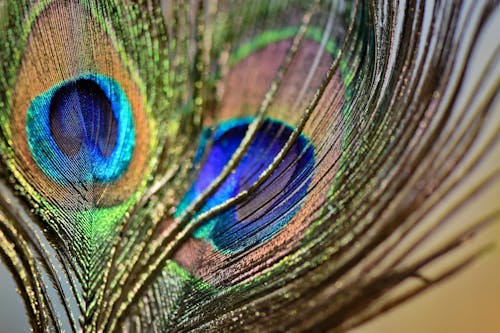 Beautiful Tail Feather of Male Peacock 